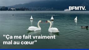 ROBIN DE BFM - Les cygnes du lac d’Annecy vont-ils définitivement disparaître ? 