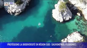 Protégeons la biodiversité en Région Sud : sauvons nos posidonies