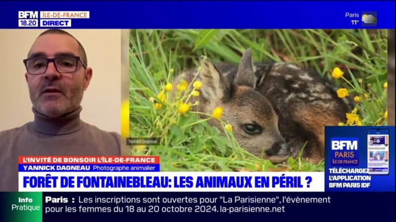 Fontainebleau: les animaux disparaissent de la forêt, notamment en raison de la chasse