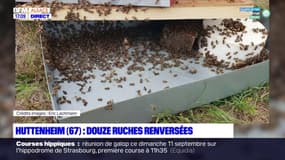 Bas-Rhin: des ruches renversées et des milliers d'abeilles mortes à Huttenheim