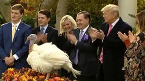 Ça y est, Trump a gracié sa première dinde de Thanksgiving