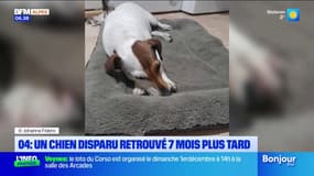 Alpes-de-Haute-Provence: un chien disparu retrouvé 7 mois plus tard