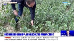 Sécheresse: les récoltes menacées en Ile-de-France? 