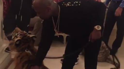 Floyd Mayweather a amené ses tigres à l'hôtel.