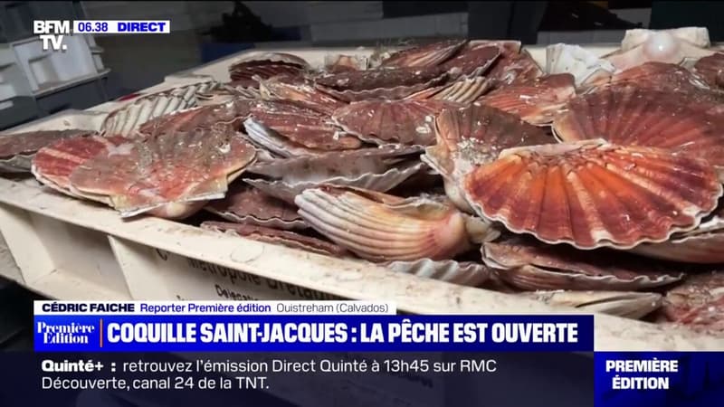 Coquilles Saint-Jacques: la pêche est ouverte depuis ce lundi 2 octobre