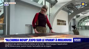 "Alchimia Nova", une exposition sur le vivant à la Kunsthalle de Mulhouse