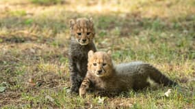 Falbala et Folky sont nés au mois de juillet 2023 au Safari de Peaugres. 