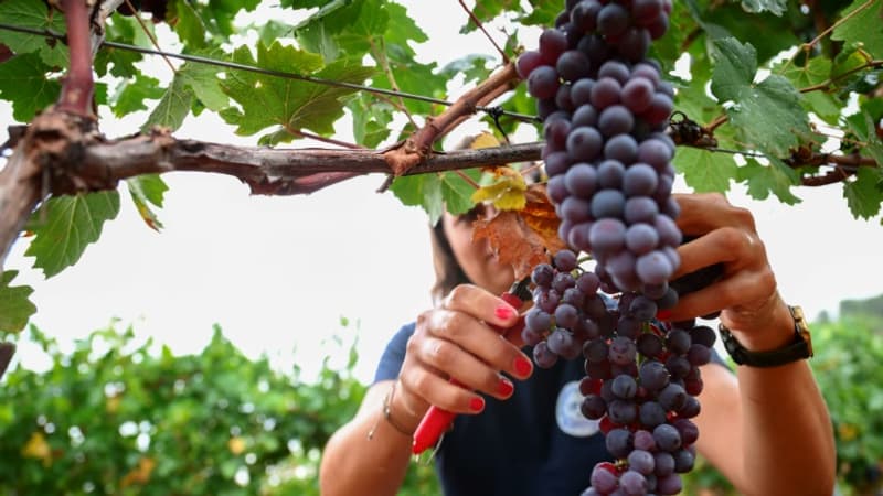 La production mondiale de vin chute à son plus bas niveau depuis 1961