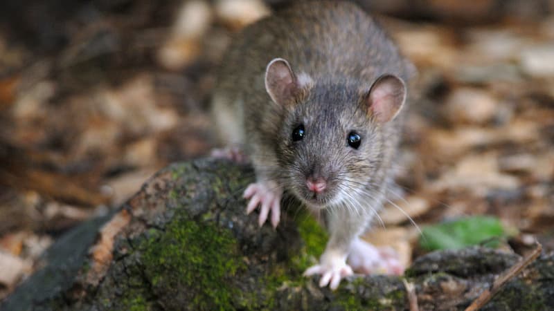 Rat photographié dans le bois de Vincennes à Paris.