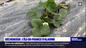 Ile-de-France: à Chanteloup-en-Brie, un maraîcher s'adapte à la sécheresse