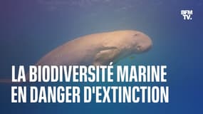 Dugong, ormeaux, corail cierge…la biodiversité marine particulièrement en danger d’extinction  