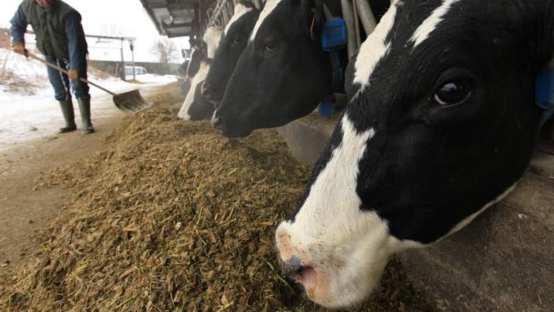 Les "farm datings" sur le modèle des "speed datings" amoureux se multiplient depuis peu dans l'Ouest de la France pour permettre aux paysans de faire la cour aux jeunes pour remplacer leurs associés qui partent à la retraite. /Photo prise le 25 janvier 20