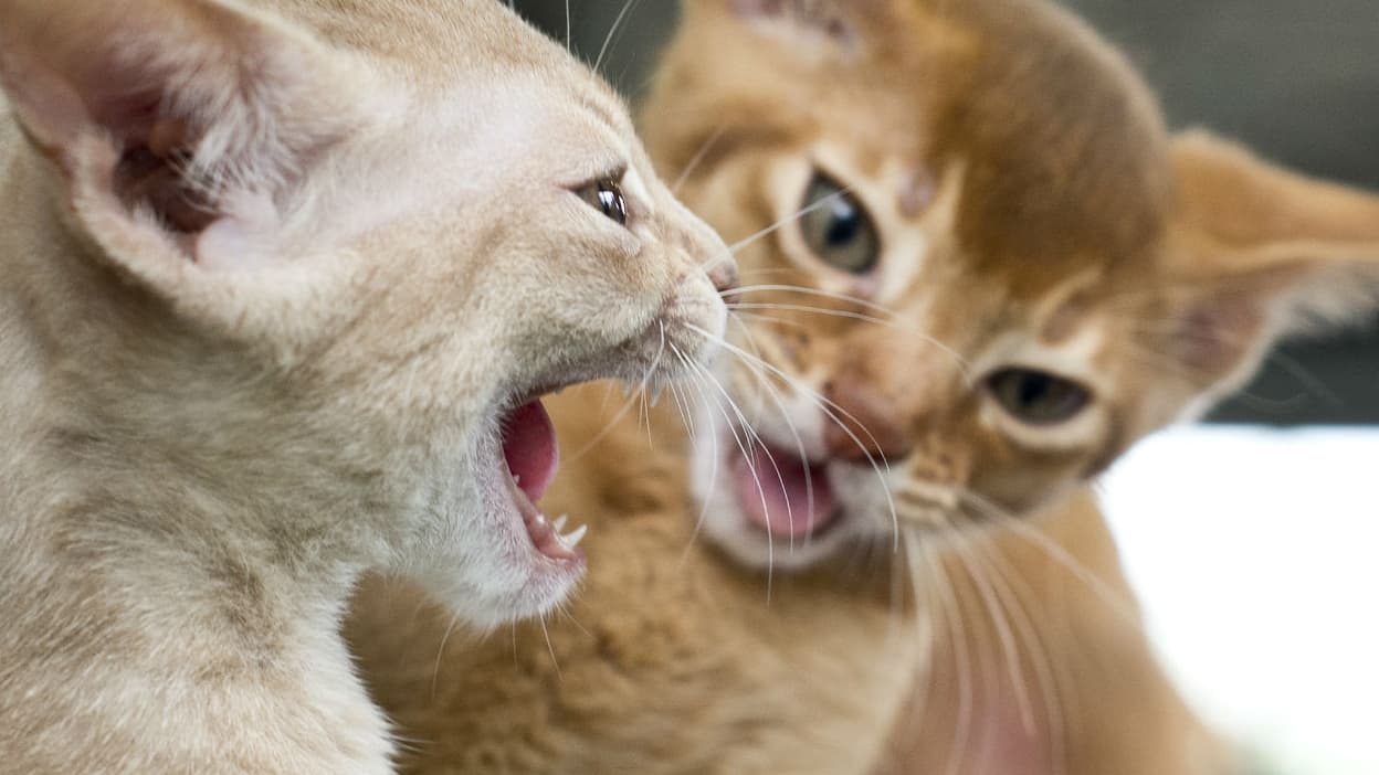 Les Chats Peuvent Etre Vecteurs Du Coronavirus S Ils Sont Touches Par Des Malades