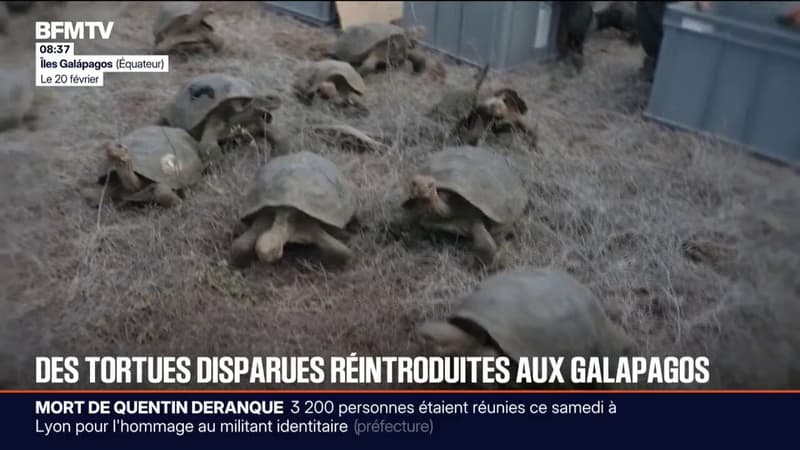 En Équateur, 158 tortues géantes ont été réintroduites sur une île des Galápagos plus d'un siècle après leur disparition de l'île