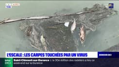 Alpes du Sud: la population de carpes décimée par un virus