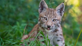Un jeune lynx. (photo d'illustration)