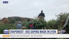 Chaponost: des sapins de Noël "made in Lyon"