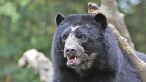 Ours à lunettes, originaire d'Amérique du Sud. 