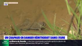Eure: un crapaud en danger d'extinction réintroduit dans le département