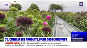 Pour faire des économies, plusieurs communes des Yvelines proposent de venir cueillir soi-même ses produits