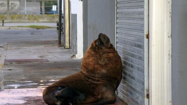 Une otarie devant un commerce fermé de Mar del Plata, en Argentine