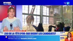 Avenir du zoo de la tête d'or : que disent les candidats ?