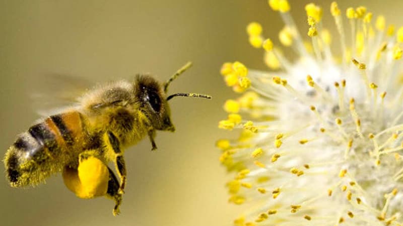 Les pesticidesont été jugés dangereux pour les abeilles. 