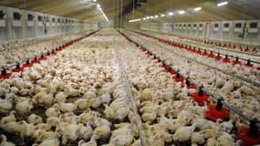 La consommation de poulet augmente en France, ce qui pose la question des sources d'approvisionnement et des conditions d'élevage