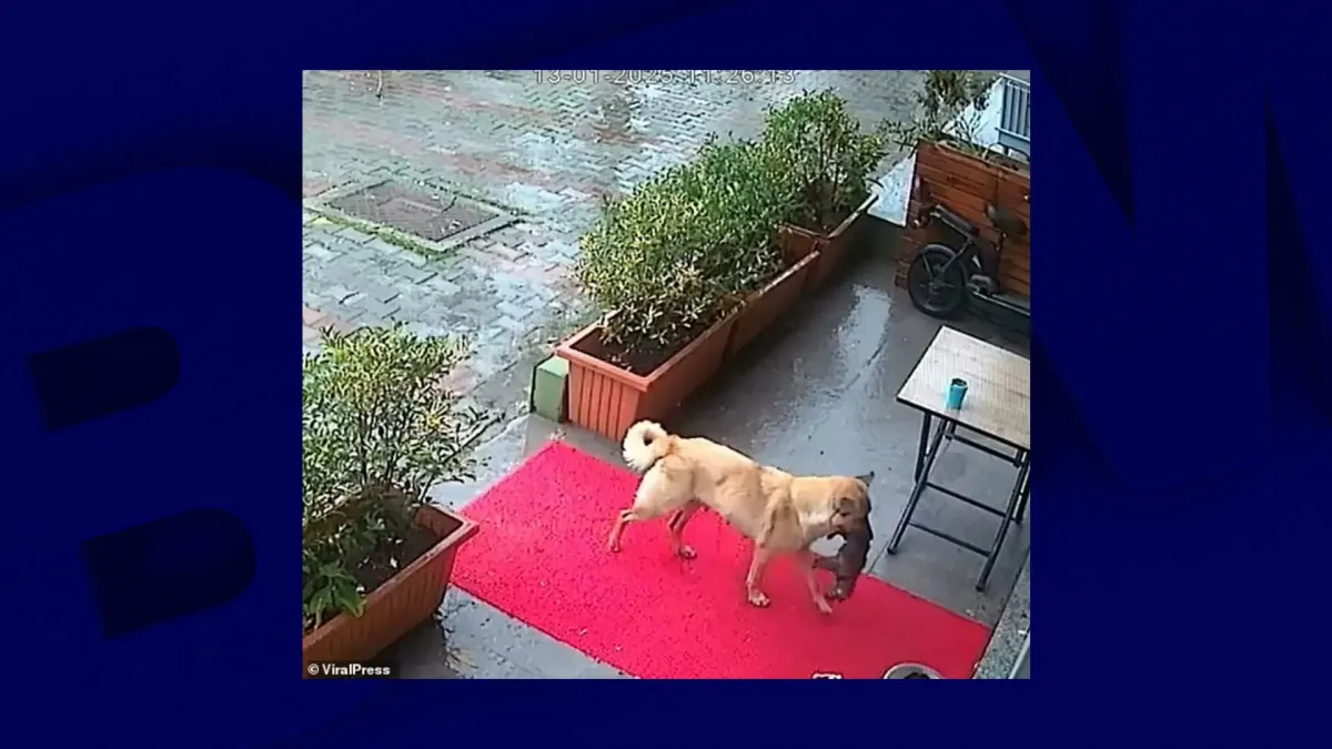 placeholder video