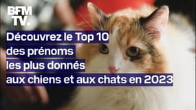 Quels sont les dix prénoms les plus donnés aux chiens et aux chats en 2023?