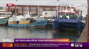 Un "mois sans pêche" pour protéger les dauphins provoque la fureur des pêcheurs