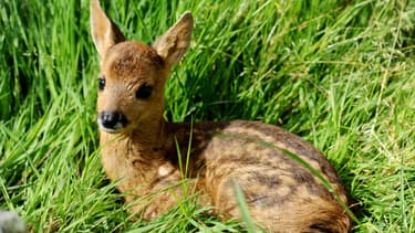 Une biche (illustration)