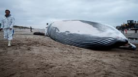 Cela faisait 21 ans qu'un rorqual ne s'était pas échoué sur la côte belge.