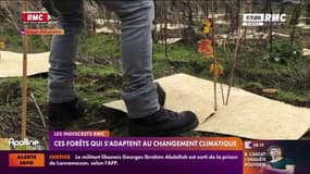 Ces forêts s'adaptent au changement climatique