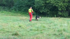 Un chien renifleur, le 10 juillet au matin, lors des recherches pour retrouver le petit Emile, disparu au Vernet. (Illustration).