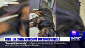 Eure: un chien retrouvé au bord d'une route après avoir été torturé et brûlé près de Bernay