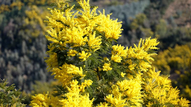 Des mimosas en fleurs en février. 