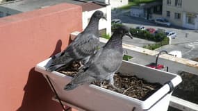 L'homme risque d'être mis à la porte de son logement pour avoir nourris des pigeons