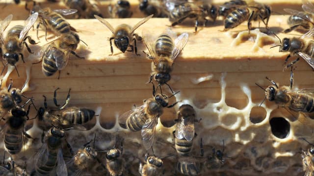 Malgré leur interdiction partielle dans l'UE, l'utilisation des insecticides tueurs d'abeilles explosent. (Photo d'illustration)