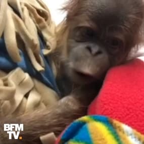 Ce bébé orang-outan est né par césarienne 
