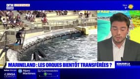 Antibes: un transfert des orques de Marineland vers le Japon imminent?