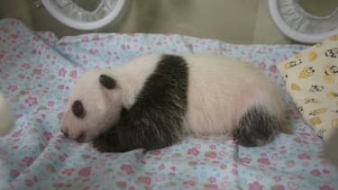 Photo fournie le 12 juillet 2017 par le zoo de Tokyo du bébé panda né il y a un mois