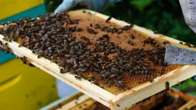 la DGCCRF a pris en flagrant délit une société de logistique mandatée par une société du Sud de la France pour «maquiller » des fûts de
miel provenant d’Espagne en en remplaçant les étiquettes
par d’autres indiquant une origine France. 