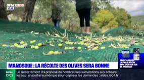 Manosque: la récolte des olives sera bonne cette année