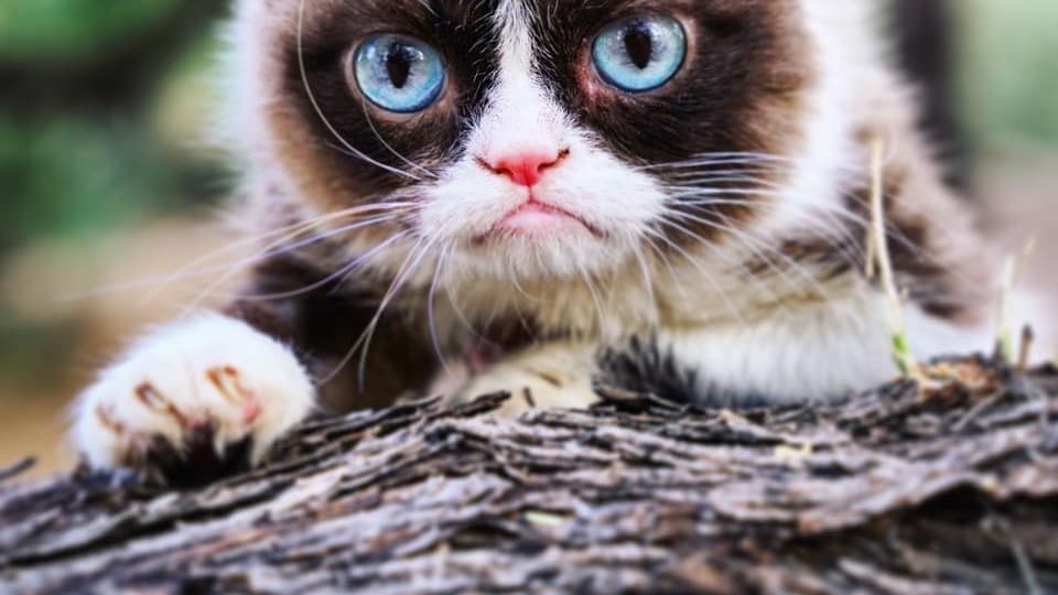 Grumpy Cat Le Chat Qui Pesait Plus D Une Centaine De Millions De Dollars A Rendu L Ame