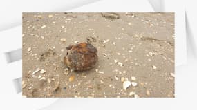 Deux grenades à main encore actives ont été trouvées le 20 juin 2020 sur une plage de Zuydcoote, dans le Nord