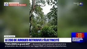 Calvados: le personnel du zoo de Jurques à pied d'œuvre après le passage de la tempête Ciaran 