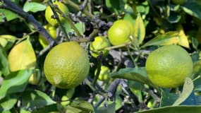 À cause de la sécheresse, les citrons de Menton sont trop petits et ne respectent pas le cahier des charges pour recevoir l'appellation. 