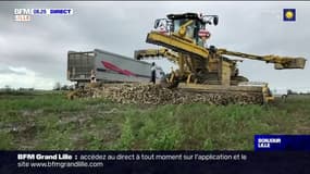 Haut-de-France: avec le retour des néonicotinoïdes, des récoltes de betteraves préservées?