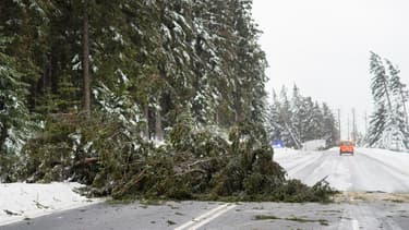 Un arbre sur la route dans le nord de l'Allemagne.